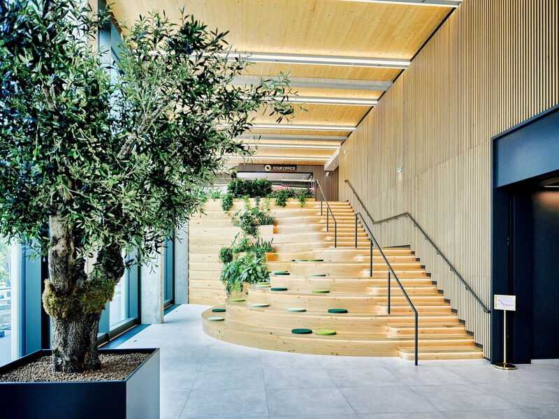 Zeitgenössische Büro-Lobby mit einer großen Holztreppe, integrierten Sitzkissen, Holzlattung an den Wänden und einem großen Olivenbaum im Kübel im Vordergrund.